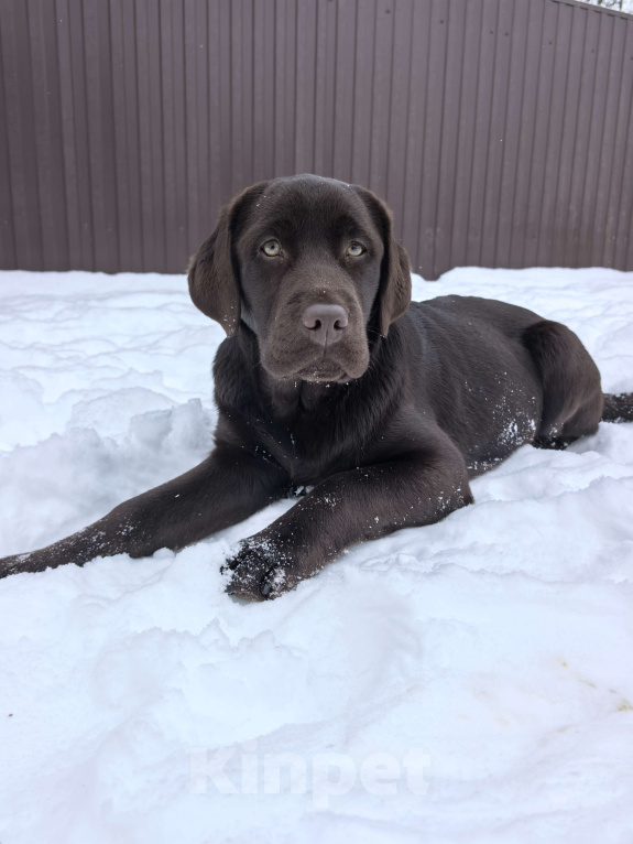 Собаки в других городах Московской области: Девочка белая лента Девочка, 70 000 руб. - фото 1