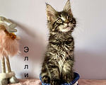 Кошки в Санкт-Петербурге: Котенок Мейн Кун девочка лесного окраса  Девочка, 45 000 руб. - фото 2