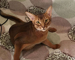 Кошки в Верее: Абиссинский кот. Вязка., 3 000 руб. - фото 6