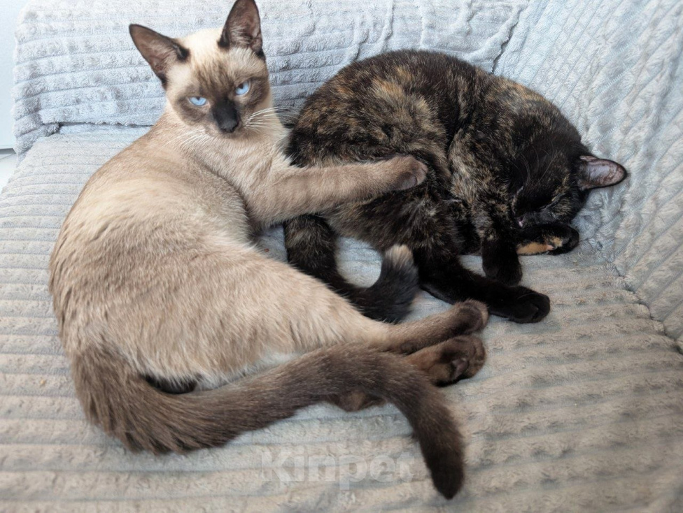 Кошки в Реутове: Котенок мальчик в добрые руки Мальчик, Бесплатно - фото 7