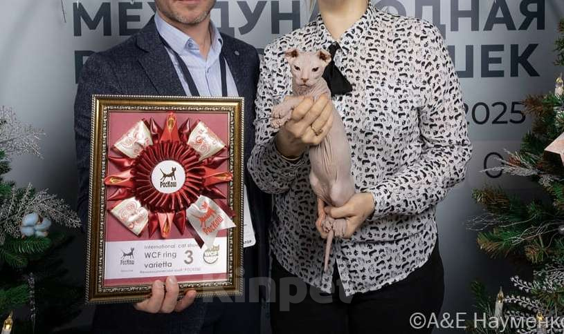 Кошки в Москве: Элитный котенок украинский левкой Мальчик, Бесплатно - фото 2