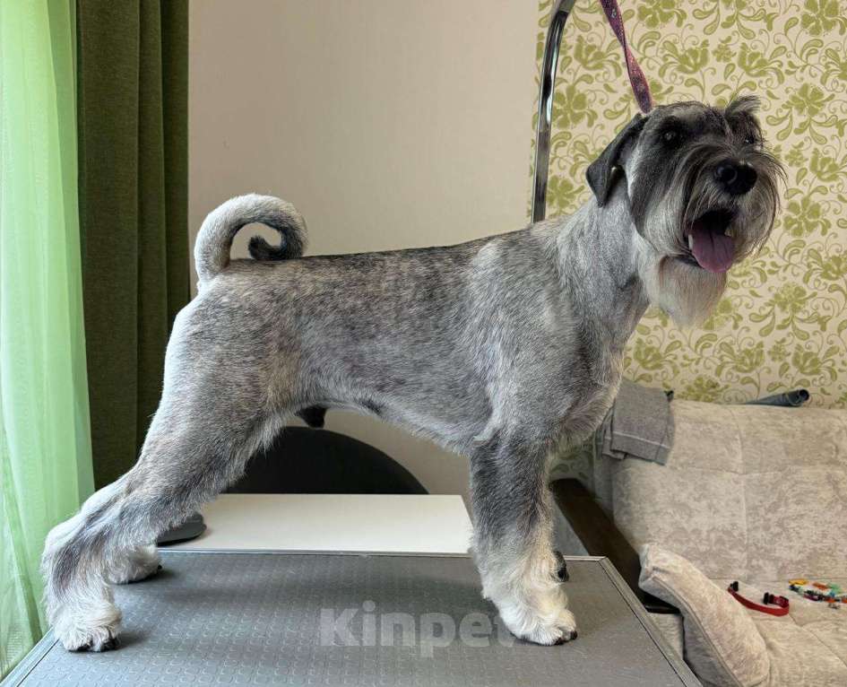 Собаки в Казани: Миттельшнауцер детки  Мальчик, Бесплатно - фото 2