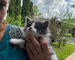 Кошки в Москве: Котенок ищет дом Мальчик, Бесплатно - фото 2