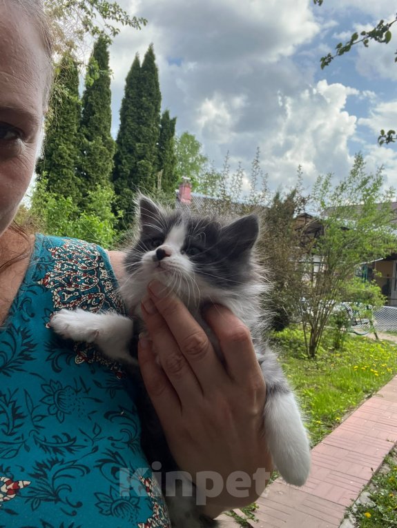 Кошки в Москве: Котенок ищет дом Мальчик, Бесплатно - фото 2