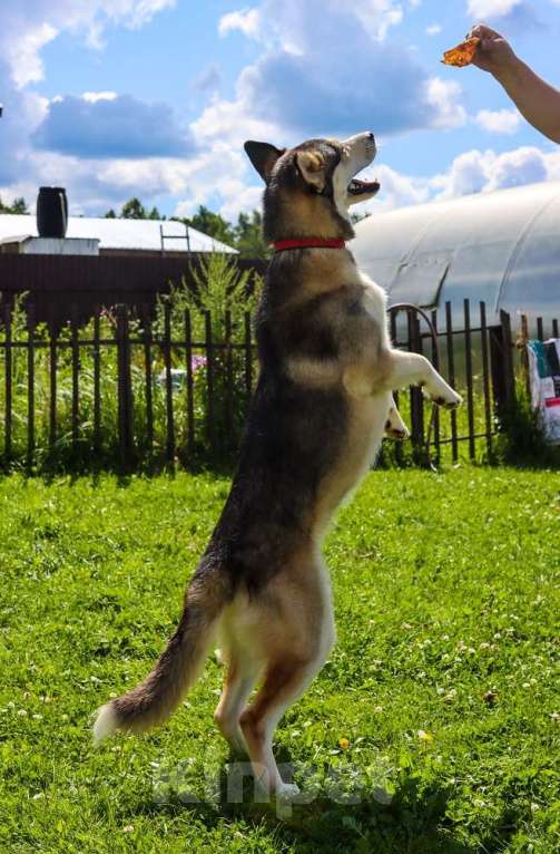 Собаки в Москве: Ася умная, добрая и послушная. Ищет семью! Девочка, Бесплатно - фото 6
