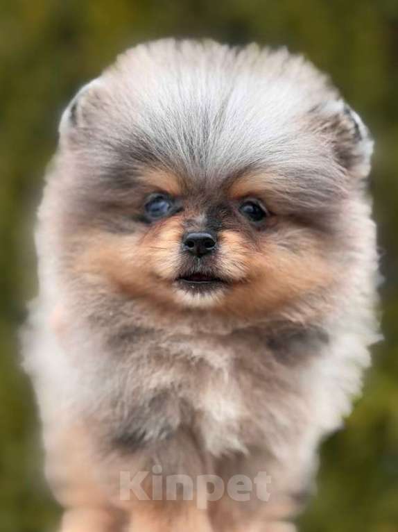 Собаки в Санкт-Петербурге: Мальчик шпиц мини мерле, голубой глаз Мальчик, 70 000 руб. - фото 2