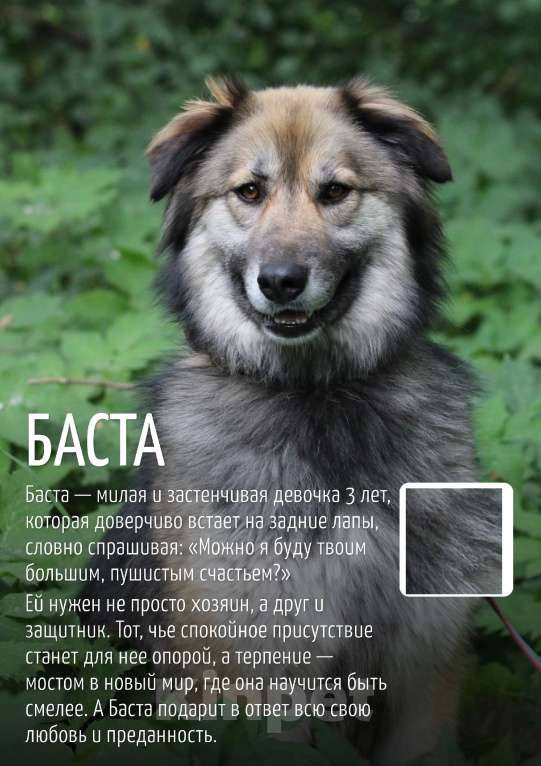 Собаки в Москве: Баста Девочка, Бесплатно - фото 8
