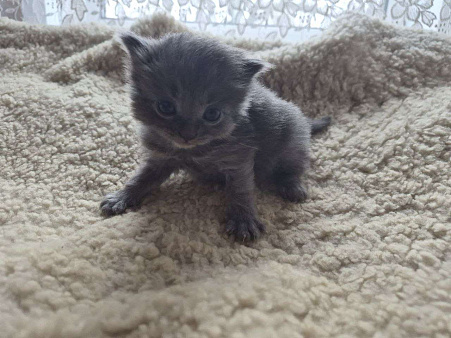 Котята ищут дом