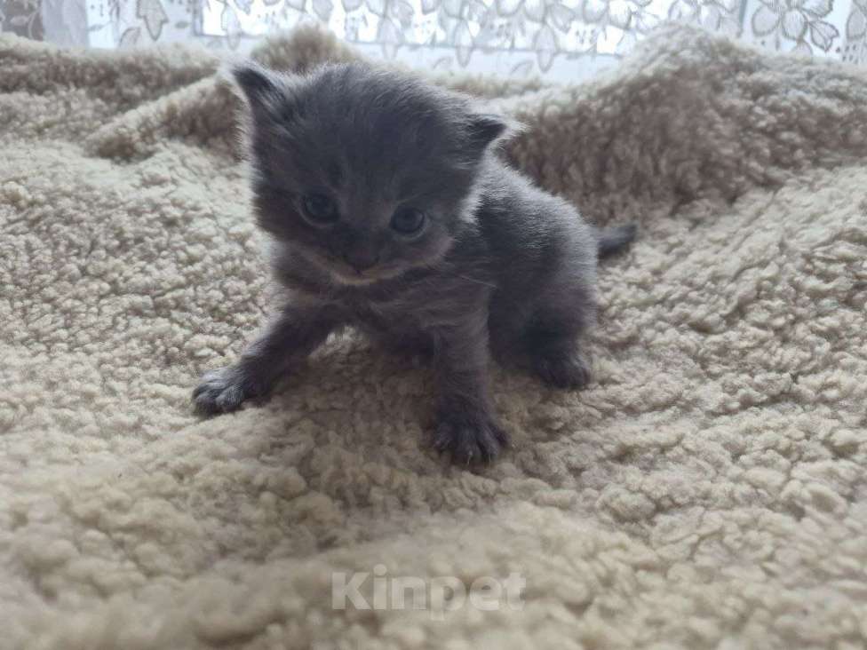 Кошки в Москве: Котята ищут дом Мальчик, Бесплатно - фото 1