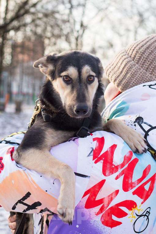 Собаки в Москве: Агата - маленькая квартирная собака, брошенная хозяевами в метро  Девочка, Бесплатно - фото 3