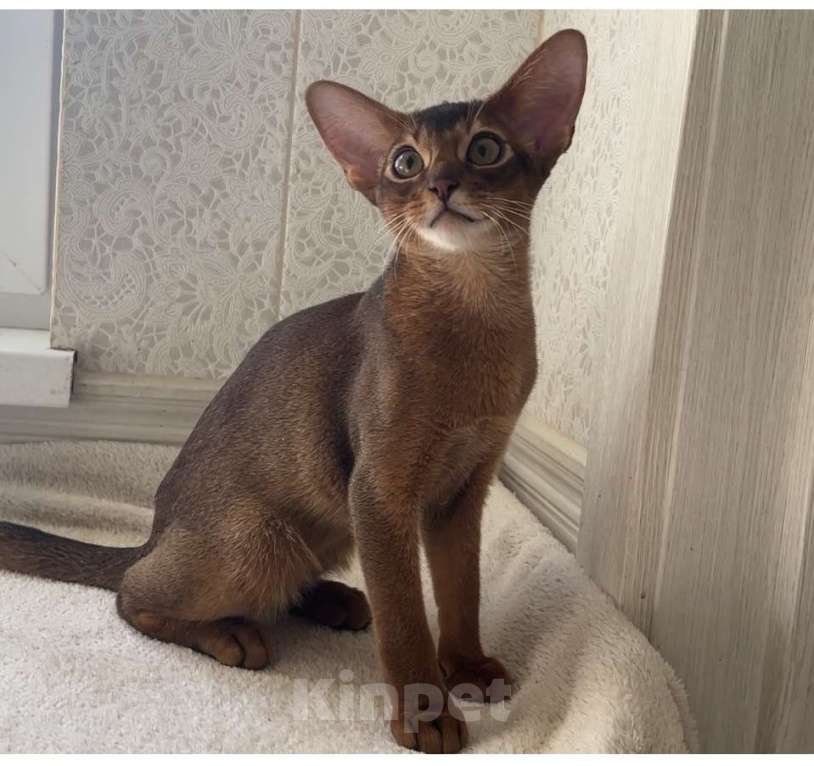 Кошки в Москве: Абиссинские котята из питомника Мальчик, 90 000 руб. - фото 2