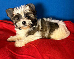 Собаки в Москве: Йоркшийский терьер-  Яркая  Девочка Девочка, 35 000 руб. - фото 1