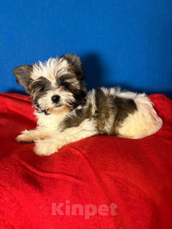 Собаки в Москве: Йоркшийский терьер-  Яркая  Девочка Девочка, 35 000 руб. - фото 1