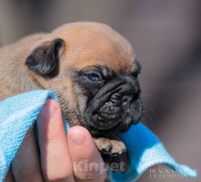 Собаки в Ртищево: Щенки французского бульдога Мальчик, 100 000 руб. - фото 5