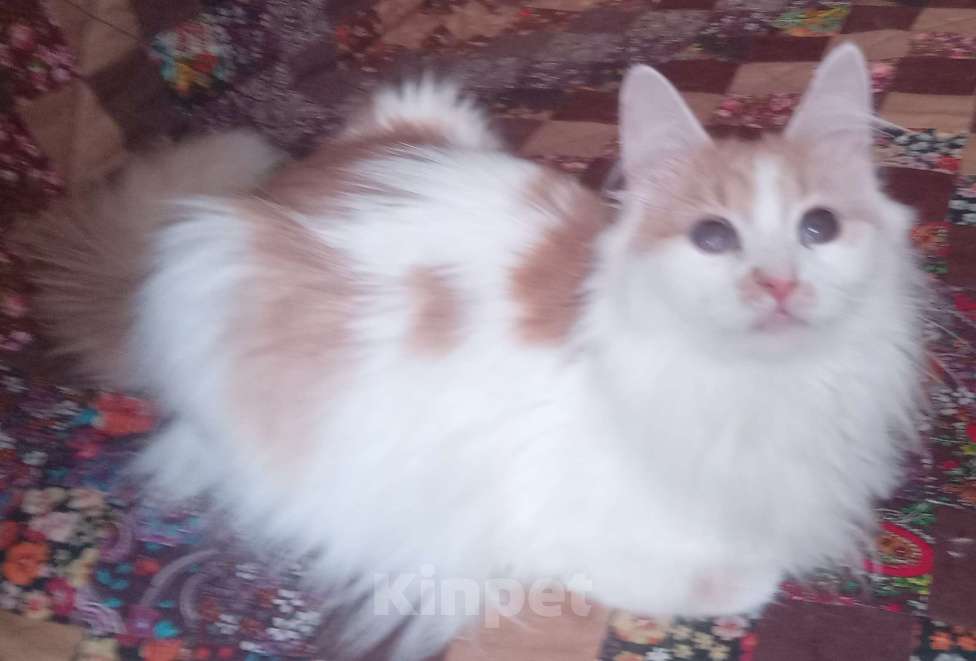 Кошки в Москве: Бело-рыжая сибирская кошечка Девочка, Бесплатно - фото 3