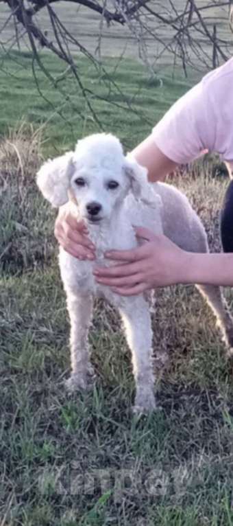 Собаки в Зиме: Максим Мальчик, 10 000 руб. - фото 1