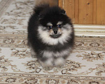 Собаки в Раменском: Мальчик шпица Мальчик, 50 000 руб. - фото 2