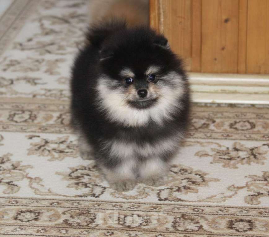 Собаки в Раменском: Мальчик шпица Мальчик, 50 000 руб. - фото 2