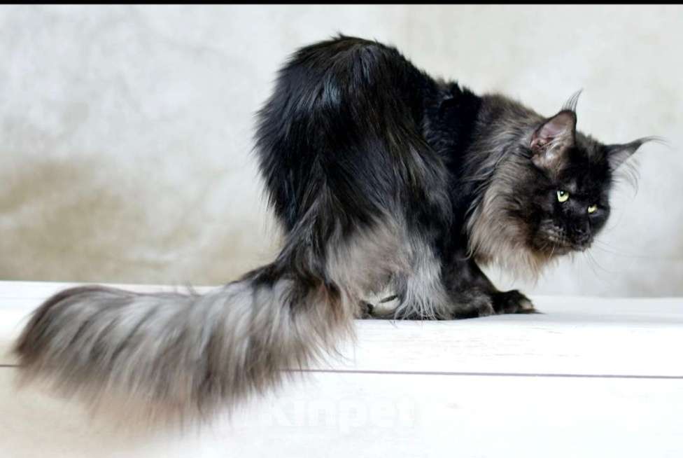 Кошки в Москве: Кошечка Девочка, 1 руб. - фото 6