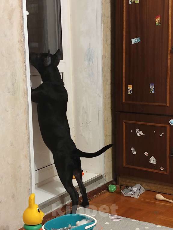 Собаки в Санкт-Петербурге: Питбультерьер Девочка, Бесплатно - фото 1