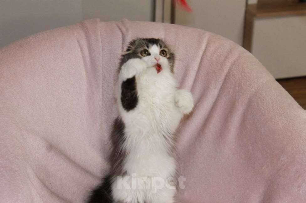 Кошки в Новосибирске: Шотландские котята  Мальчик, 50 000 руб. - фото 5