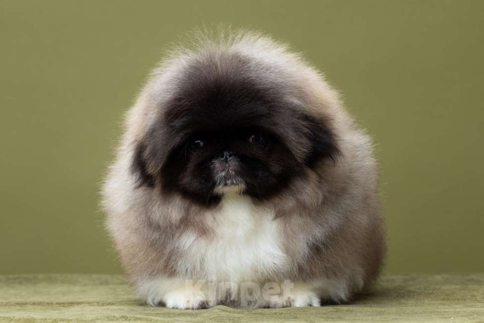 Собаки в Пензе: Мальчик пекинеса Мальчик, Бесплатно - фото 1