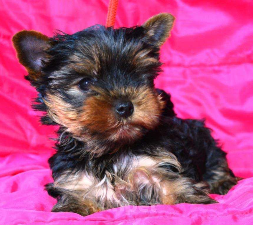 Собаки в Красногорске: Продается щенок йоркширского терьера Девочка, 45 000 руб. - фото 1