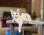 Кошки в Москве: Котенок мальчик возраст 2 месяца Мальчик, Бесплатно - фото 2
