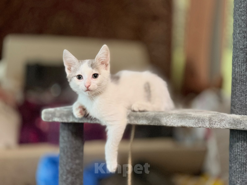 Кошки в Москве: Котенок мальчик возраст 2 месяца Мальчик, Бесплатно - фото 2
