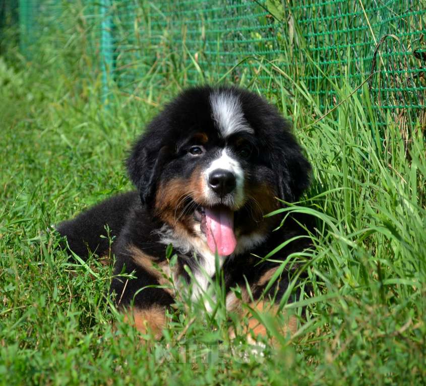 Собаки в Москве: Мальчик Бернского зенненхунда  Мальчик, 80 000 руб. - фото 6