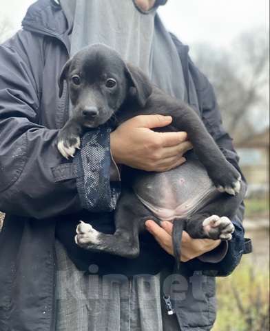 Кошки в Москве: Очаровательные малышки - сестрёнки  ищут дом! Девочка, 1 руб. - фото 2
