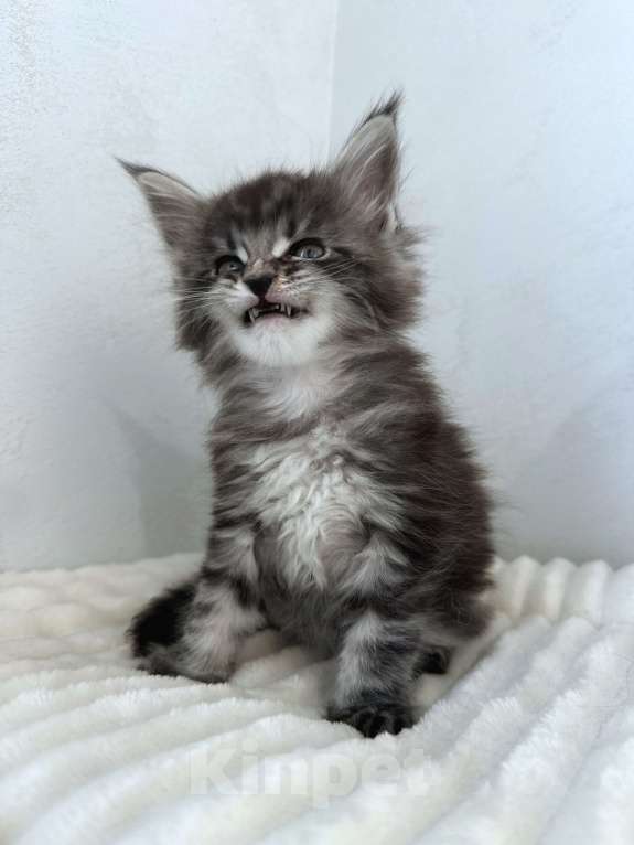 Кошки в Москве: Мейн-кун котенок NS Мальчик, 80 000 руб. - фото 7