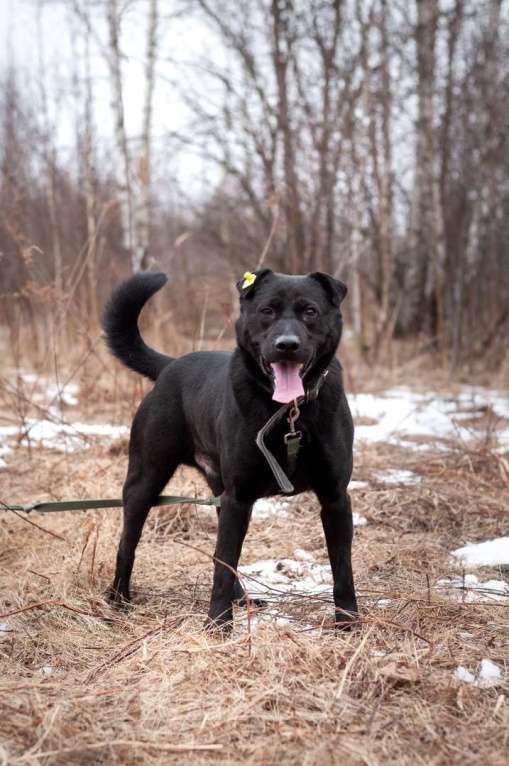 Собаки в Ногинске: Шикарного окраса шикарный парень в поиске своих Мальчик, Бесплатно - фото 4