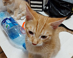 Кошки в Тюмени: Отдам котенка в добрые руки✋????????.  Мальчик, Бесплатно - фото 1