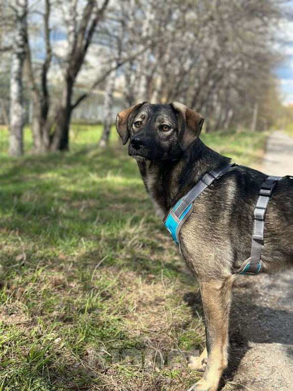 Собаки в Москве: Степа Мальчик, Бесплатно - фото 2