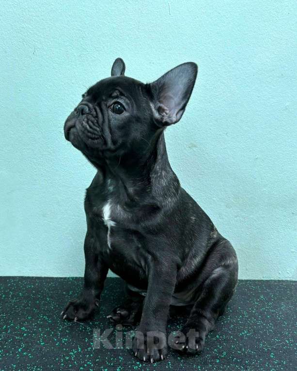 Собаки в Владивостоке: Малышка французского бульдога Девочка, 70 000 руб. - фото 6