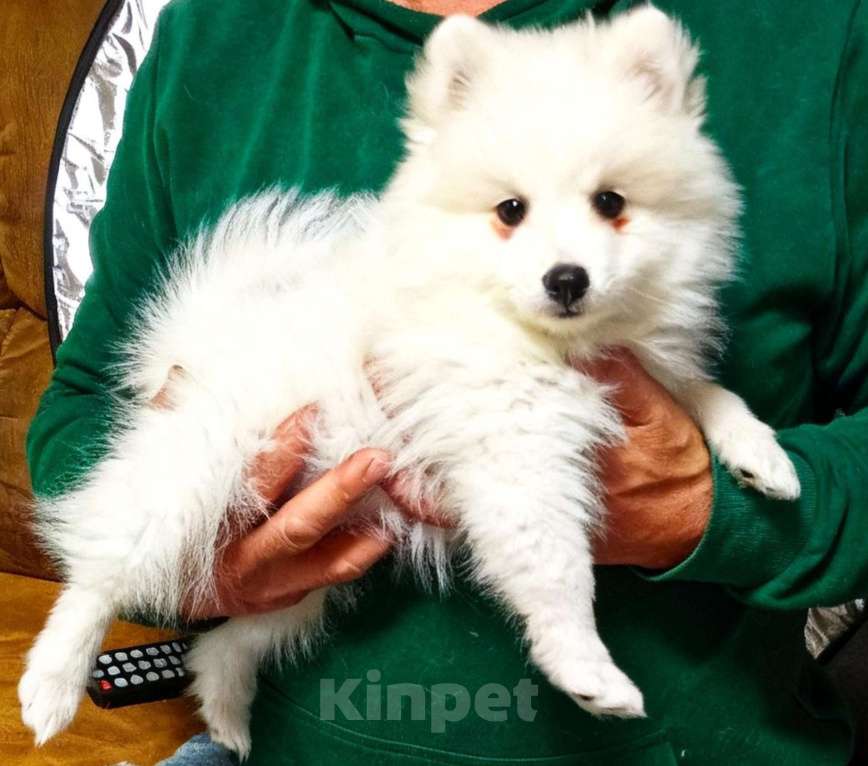 Собаки в Челябинске: Очаровательные щенки японского шпица Мальчик, 80 000 руб. - фото 7