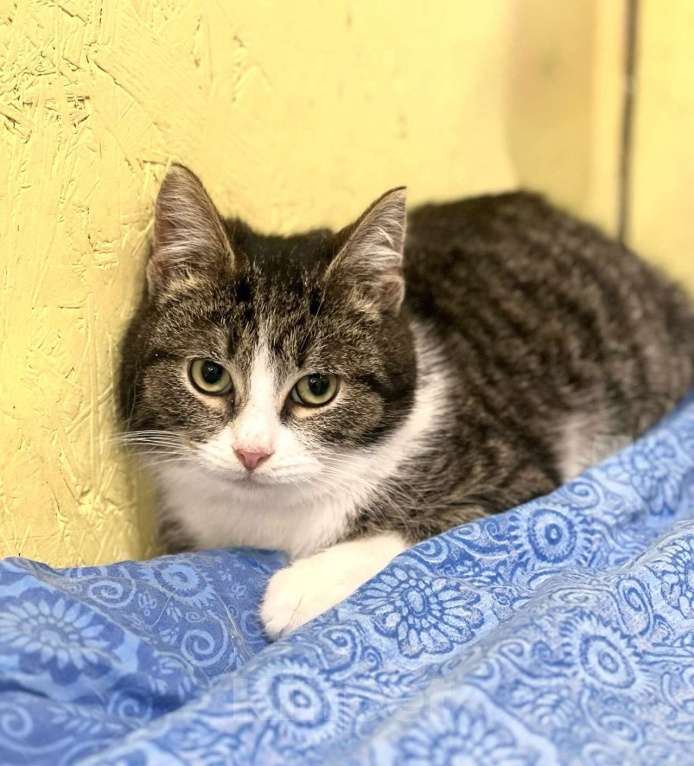 Кошки в Санкт-Петербурге: Котенок Тоша ищет дом Мальчик, Бесплатно - фото 1