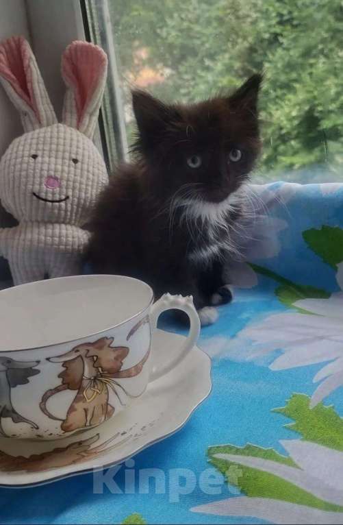 Кошки в Электрогорске: котята в добрые руки Мальчик, Бесплатно - фото 3
