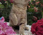 Кошки в Краснодаре: Котята Шотландская золотая шиншилла Девочка, 15 000 руб. - фото 7