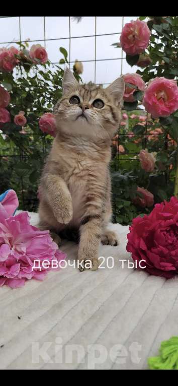 Кошки в Краснодаре: Котята Шотландская золотая шиншилла Девочка, 15 000 руб. - фото 7