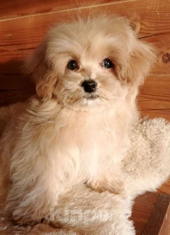 Собаки в Москве: Мальтипу чудесная девочка Девочка, 100 000 руб. - фото 1