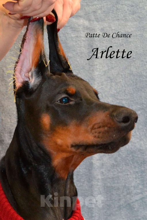 Собаки в Санкт-Петербурге: Щенок добермана Арлет Девочка, 60 000 руб. - фото 1