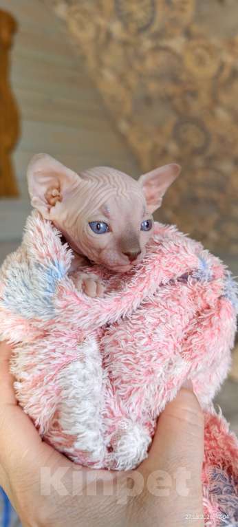 Кошки в Москве: Котенок канадский сфинкс Мальчик, Бесплатно - фото 4