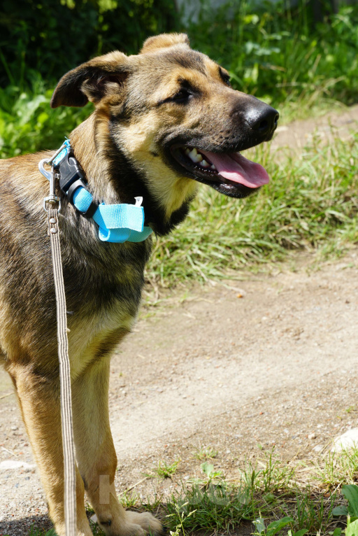 Собаки в Москве: Солджер, самый лучший молодой пес в добрые руки! Мальчик, Бесплатно - фото 5