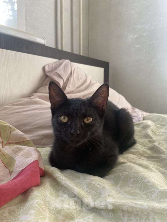 Кошки в Нижнем Новгороде: Котёнок в добрые руки Девочка, Бесплатно - фото 5