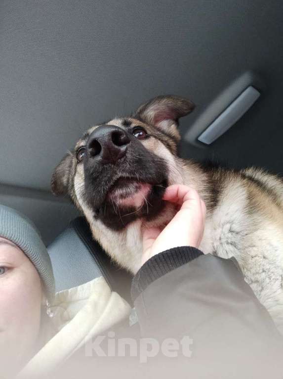 Собаки в Москве: Харви метис лайки пропадает в приюте Мальчик, 10 руб. - фото 4