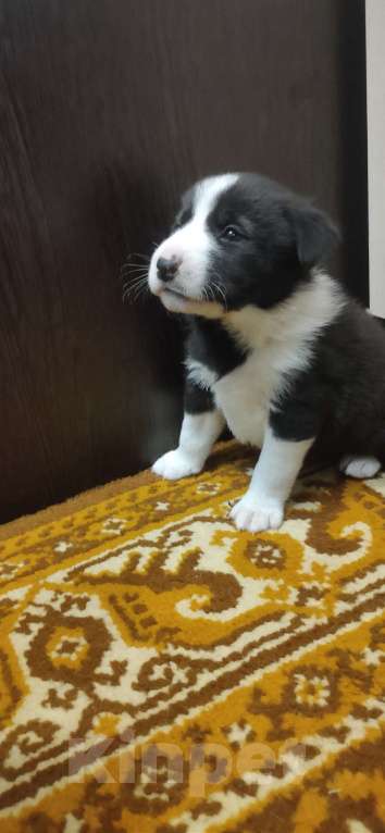 Собаки в других городах Тульской области: Потомки Аляскинского маламута Девочка, Бесплатно - фото 1