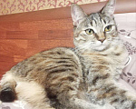 Кошки в Ливны: Котята рысята курильские бобтейлы, 15 000 руб. - фото 2