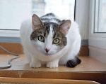 Кошки в Малмыже: Кот Беляш ждём семью, 10 руб. - фото 1